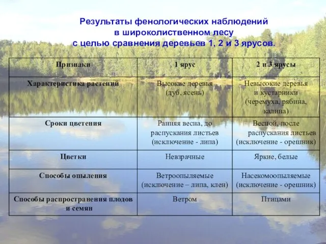 Результаты фенологических наблюдений в широколиственном лесу с целью сравнения деревьев 1, 2