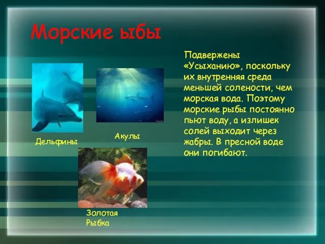 Морские ыбы Подвержены «Усыханию», поскольку их внутренняя среда меньшей солености, чем морская