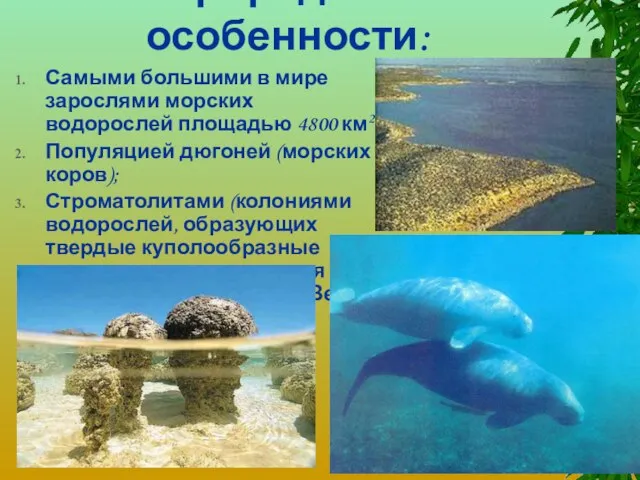 Природные особенности: Самыми большими в мире зарослями морских водорослей площадью 4800 км2;