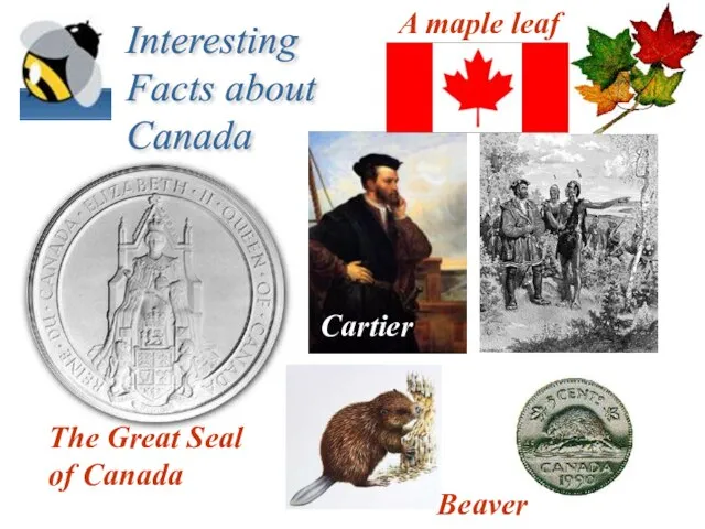 Interesting Facts about Canada Beaver A maple leaf Cartier The Great Seal of Canada