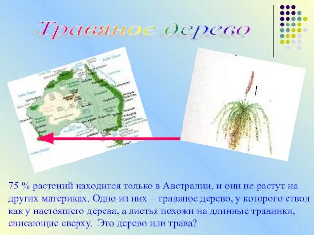 Травяное дерево 75 % растений находится только в Австралии, и они не