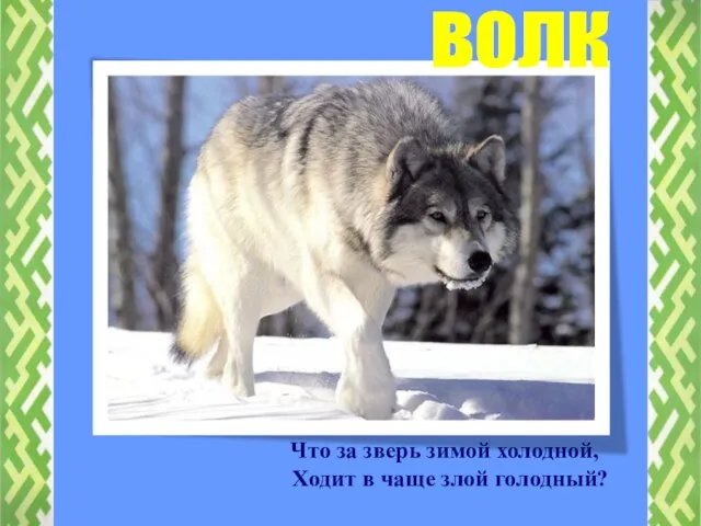 Что за зверь зимой холодной, Ходит в чаще злой голодный? волк