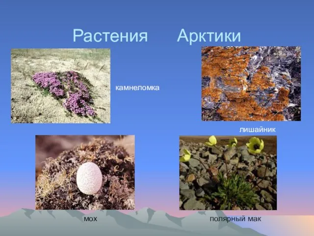 Растения Арктики полярный мак лишайник мох камнеломка