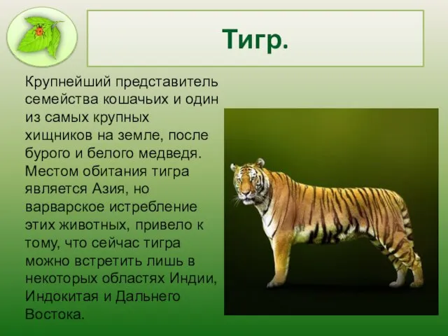 Тигр. Крупнейший представитель семейства кошачьих и один из самых крупных хищников на