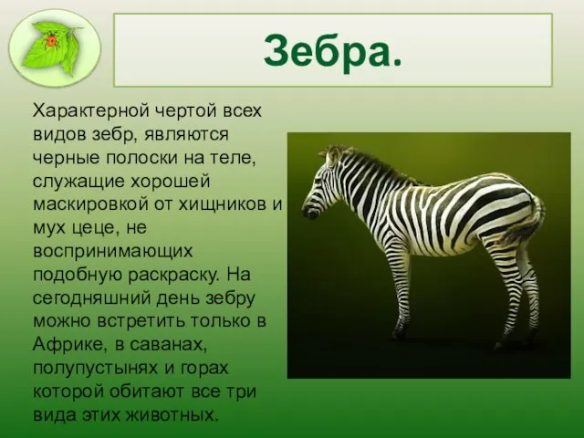 Зебра. Характерной чертой всех видов зебр, являются черные полоски на теле, служащие