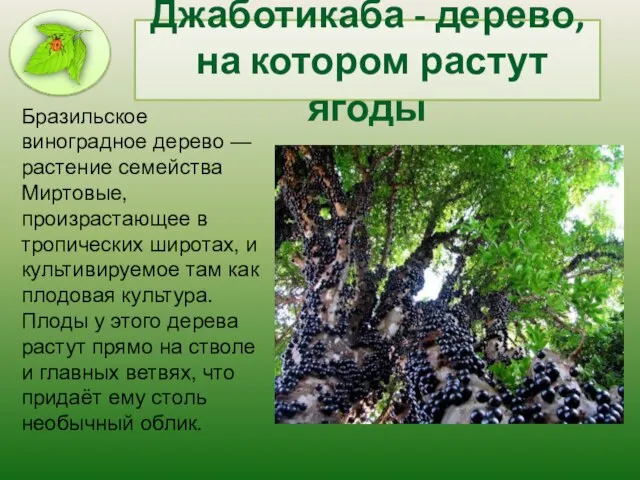 Джаботикаба - дерево, на котором растут ягоды Бразильское виноградное дерево — растение