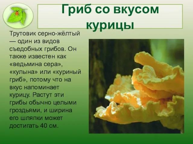 Гриб со вкусом курицы Трутовик серно-жёлтый — один из видов съедобных грибов.