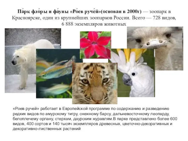 Па́рк фло́ры и фа́уны «Ро́ев руче́й»(основан в 2000г) — зоопарк в Красноярске,