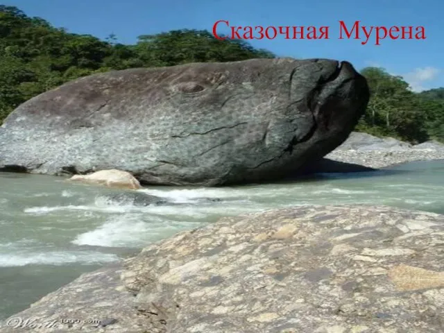 Сказочная Мурена Сказочная Мурена