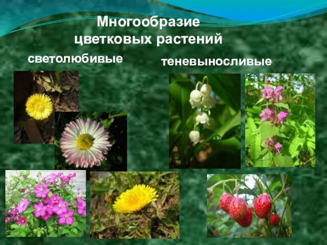 Многообразие цветковых растений светолюбивые теневыносливые