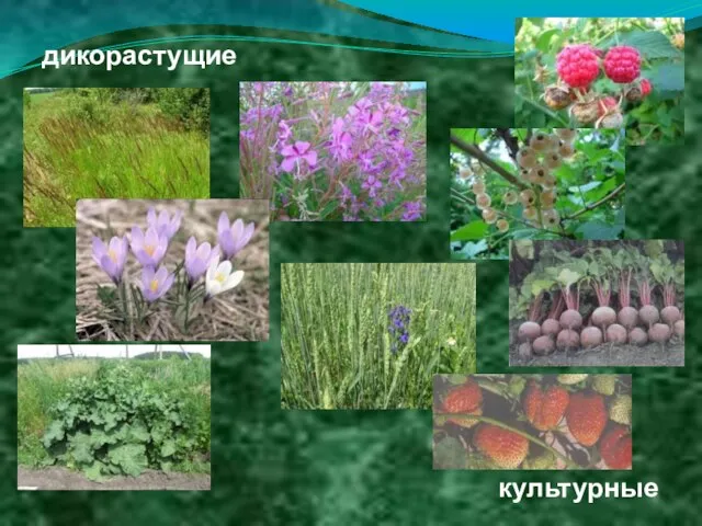 дикорастущие культурные