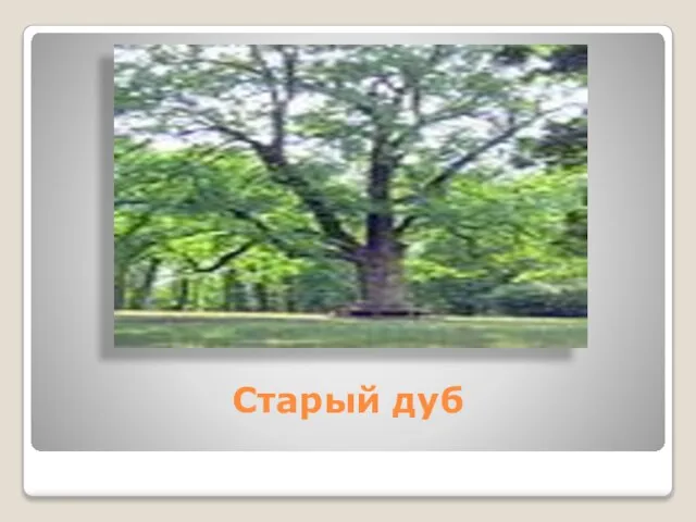 Старый дуб