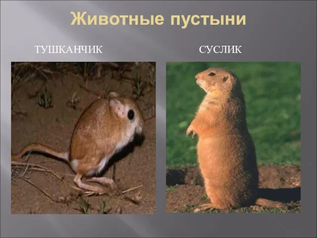 Животные пустыни ТУШКАНЧИК СУСЛИК