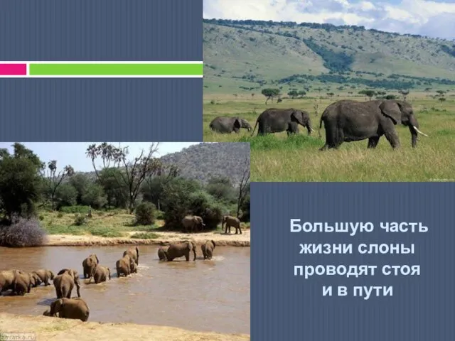 Большую часть жизни слоны проводят стоя и в пути