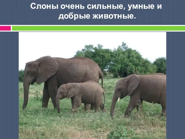 Слоны очень сильные, умные и добрые животные.