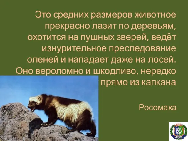 Это средних размеров животное прекрасно лазит по деревьям, охотится на пушных зверей,