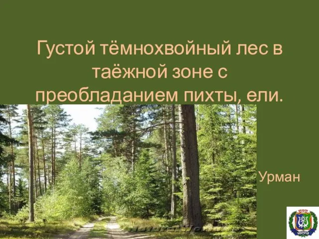 Густой тёмнохвойный лес в таёжной зоне с преобладанием пихты, ели. Урман