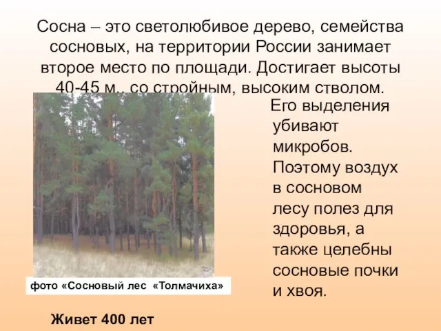 Сосна – это светолюбивое дерево, семейства сосновых, на территории России занимает второе