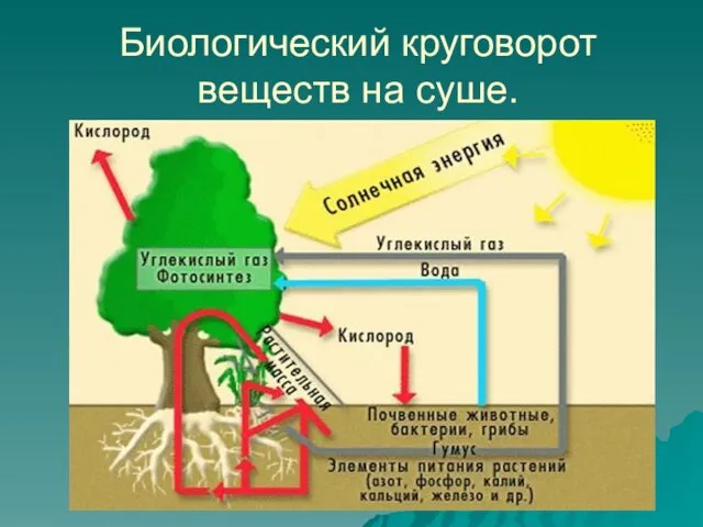 Биологический круговорот веществ на суше.