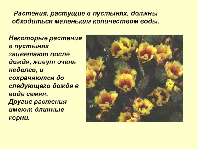 Растения, растущие в пустынях, должны обходиться маленьким количеством воды. Некоторые растения в