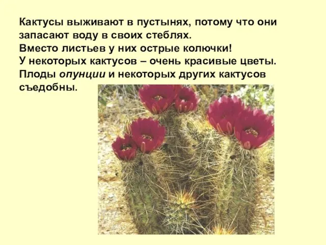 Кактусы выживают в пустынях, потому что они запасают воду в своих стеблях.