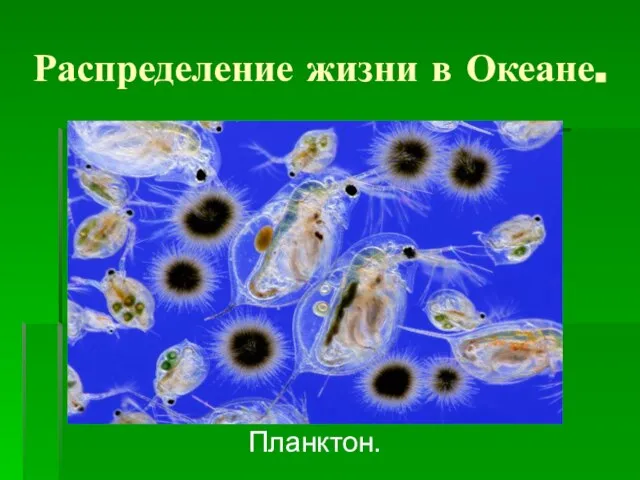 Распределение жизни в Океане. Планктон.