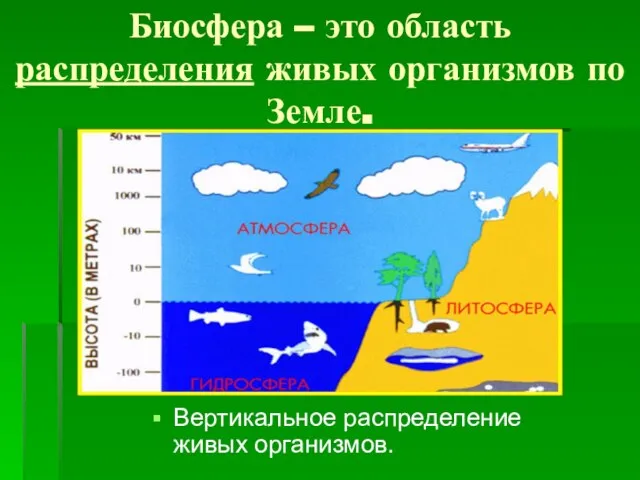 Биосфера – это область распределения живых организмов по Земле. Вертикальное распределение живых организмов.