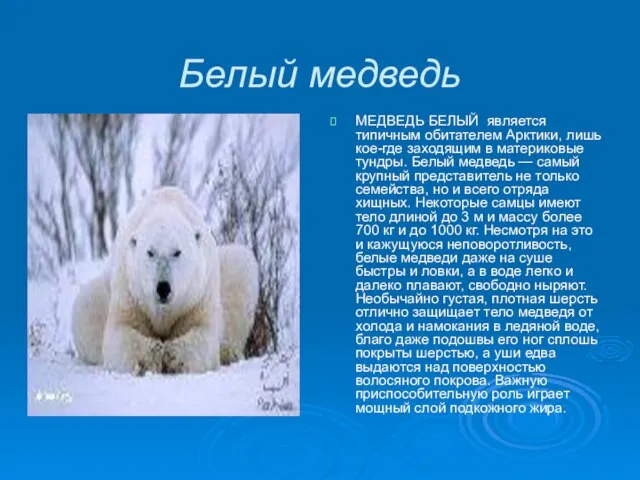Белый медведь МЕДВЕДЬ БЕЛЫЙ является типичным обитателем Арктики, лишь кое-где заходящим в