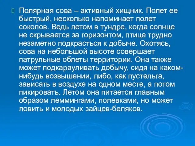 Полярная сова – активный хищник. Полет ее быстрый, несколько напоминает полет соколов.