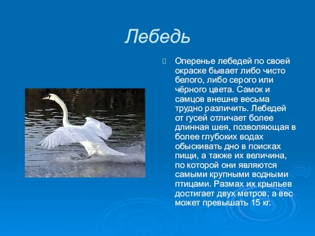 Лебедь Оперенье лебедей по своей окраске бывает либо чисто белого, либо серого