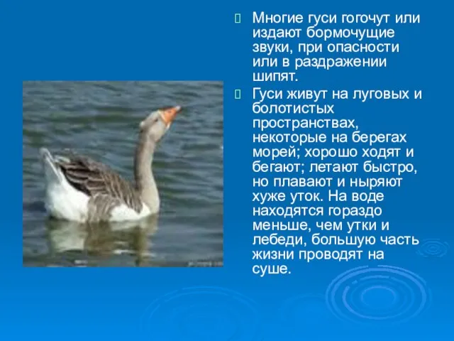 Многие гуси гогочут или издают бормочущие звуки, при опасности или в раздражении