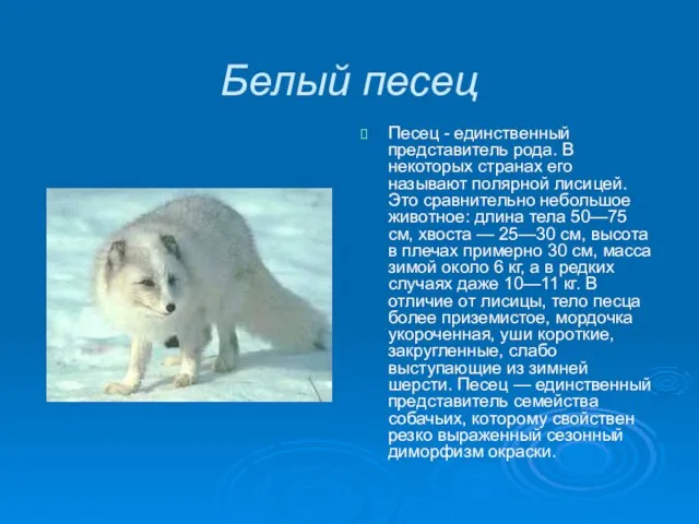 Белый песец Песец - единственный представитель рода. В некоторых странах его называют