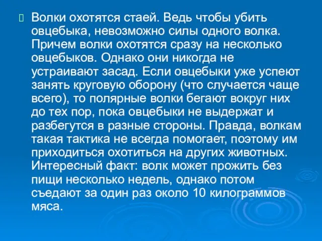 Волки охотятся стаей. Ведь чтобы убить овцебыка, невозможно силы одного волка. Причем