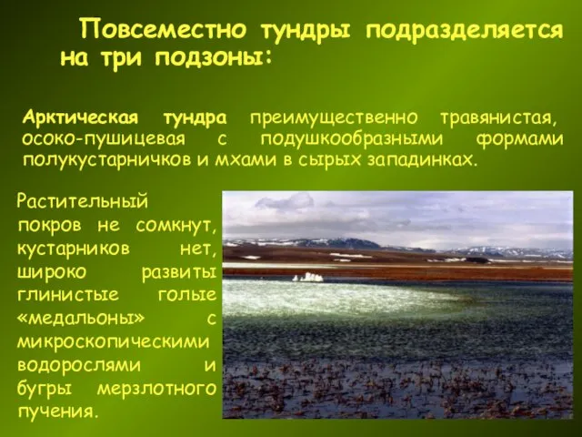 Повсеместно тундры подразделяется на три подзоны: Арктическая тундра преимущественно травянистая, осоко-пушицевая с