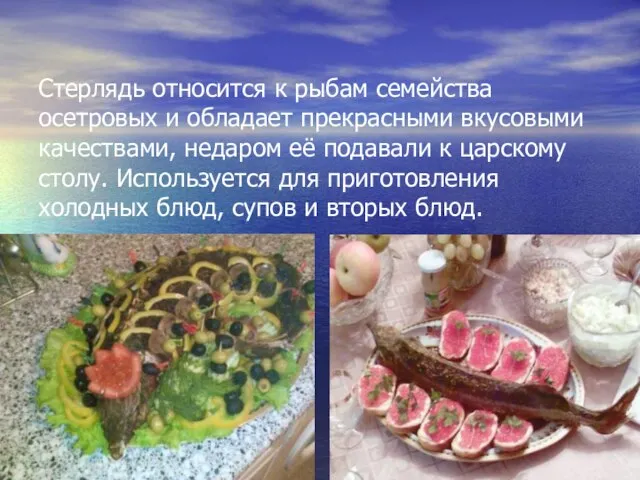 Стерлядь относится к рыбам семейства осетровых и обладает прекрасными вкусовыми качествами, недаром