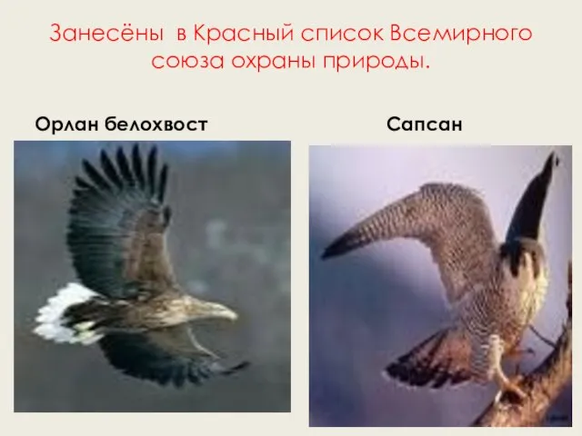 Занесёны в Красный список Всемирного союза охраны природы. Орлан белохвост Сапсан