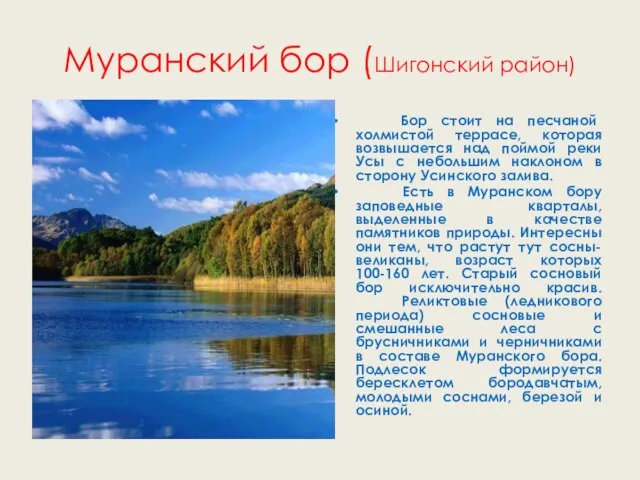 Муранский бор (Шигонский район) Бор стоит на песчаной холмистой террасе, которая возвышается