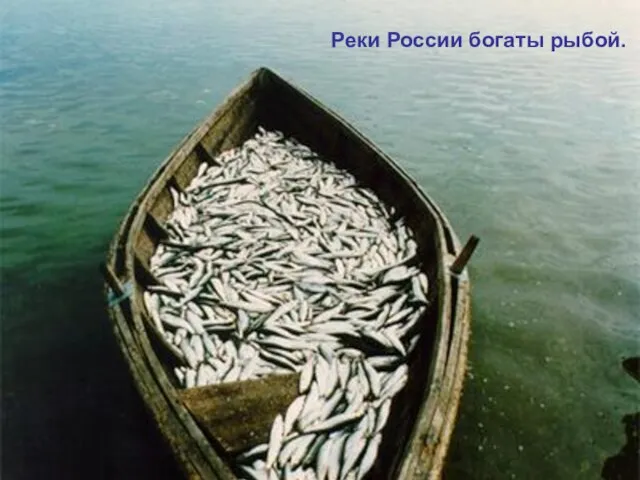 Реки России богаты рыбой.