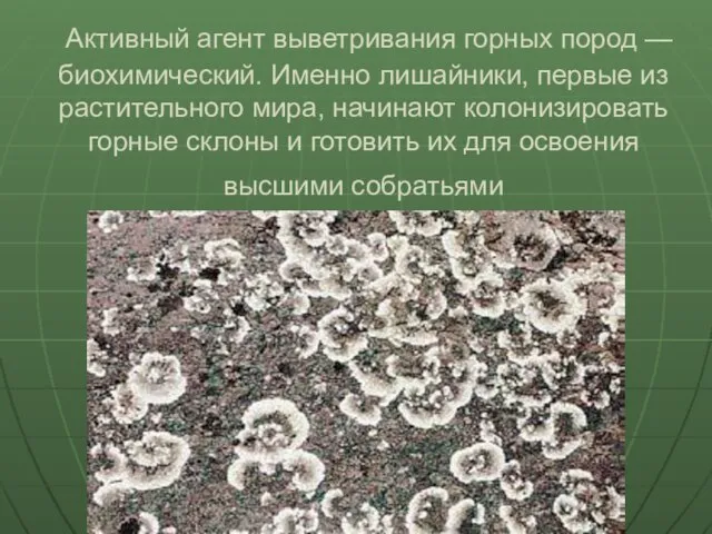 Активный агент выветривания горных пород — биохимический. Именно лишайники, первые из растительного