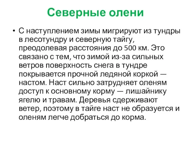 Северные олени С наступлением зимы мигрируют из тундры в лесотундру и северную