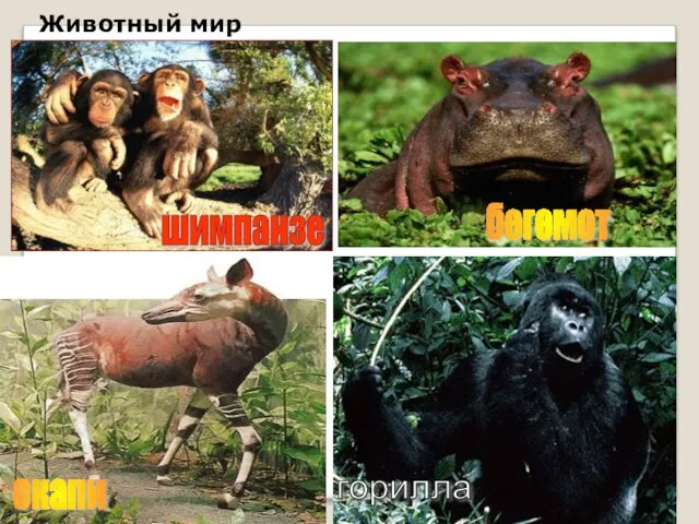 Животный мир окапи шимпанзе бегемот горилла