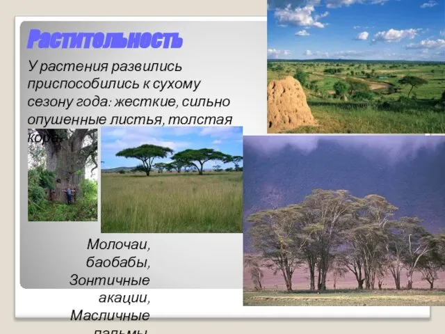 Растительность Молочаи, баобабы, Зонтичные акации, Масличные пальмы, Различные травы У растения развились