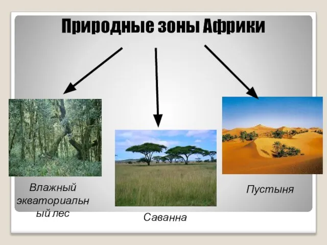 Природные зоны Африки Влажный экваториальный лес Саванна Пустыня