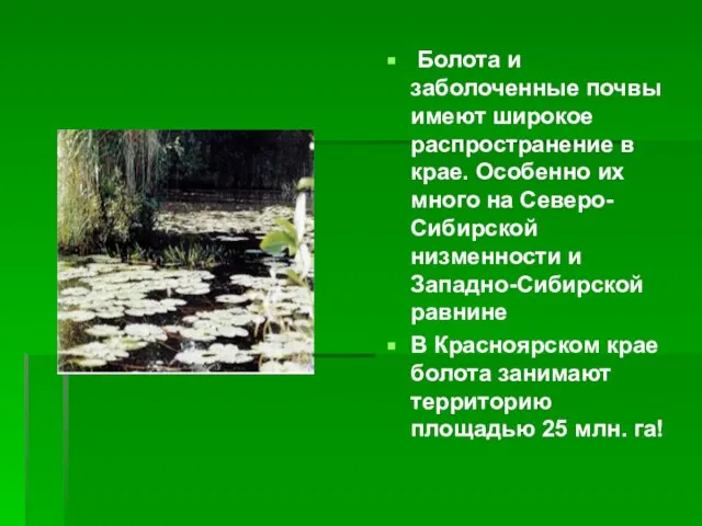 Болота и заболоченные почвы имеют широкое распространение в крае. Особенно их много