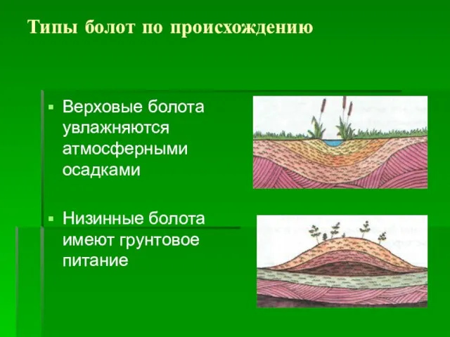 Типы болот по происхождению Верховые болота увлажняются атмосферными осадками Низинные болота имеют грунтовое питание