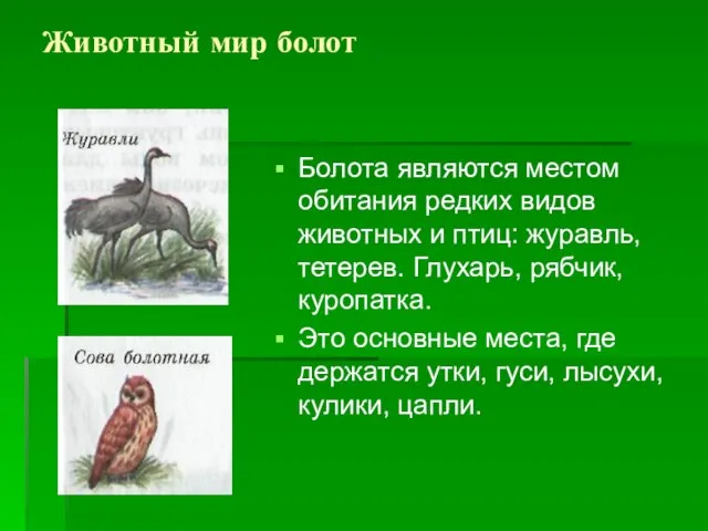 Животный мир болот Болота являются местом обитания редких видов животных и птиц: