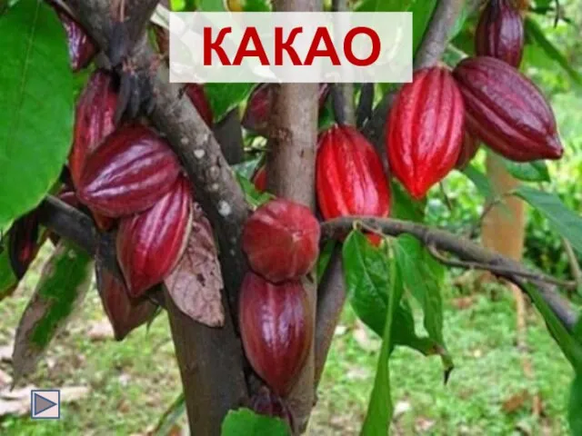 КАКАО