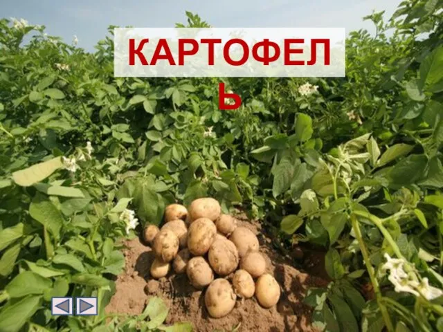 КАРТОФЕЛЬ