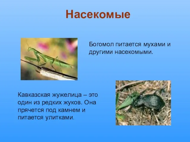 Богомол питается мухами и другими насекомыми. Кавказская жужелица – это один из