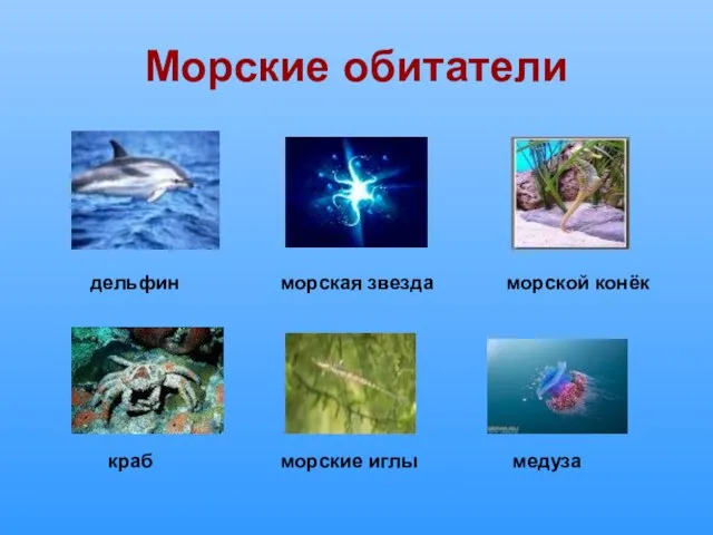 Морские обитатели дельфин краб морские иглы медуза морская звезда морской конёк